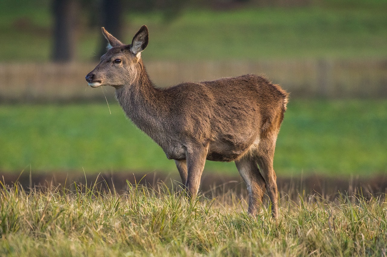 Image - doe nature animal windsor gardens