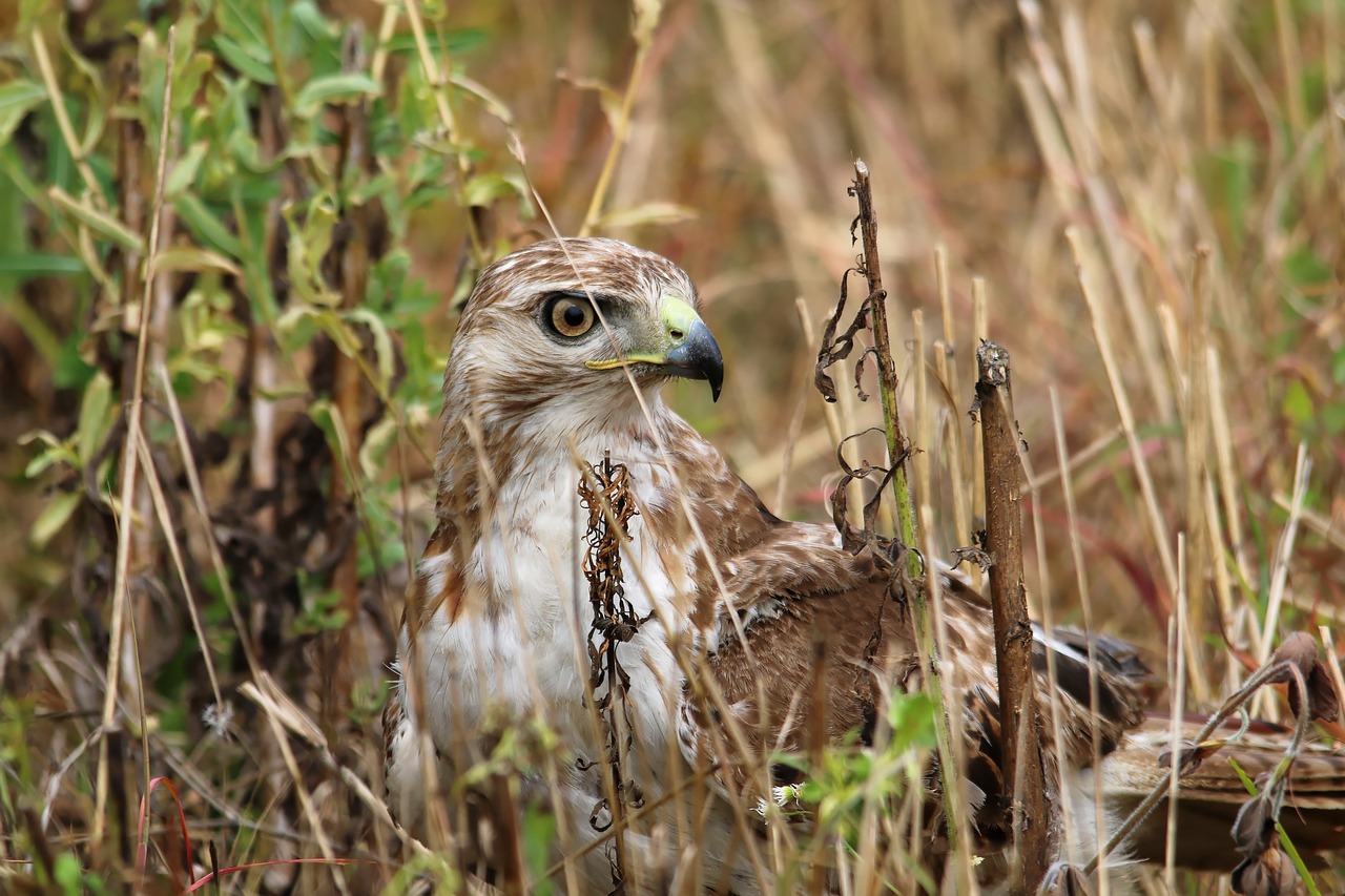 Image - red tailed hawk bird predator