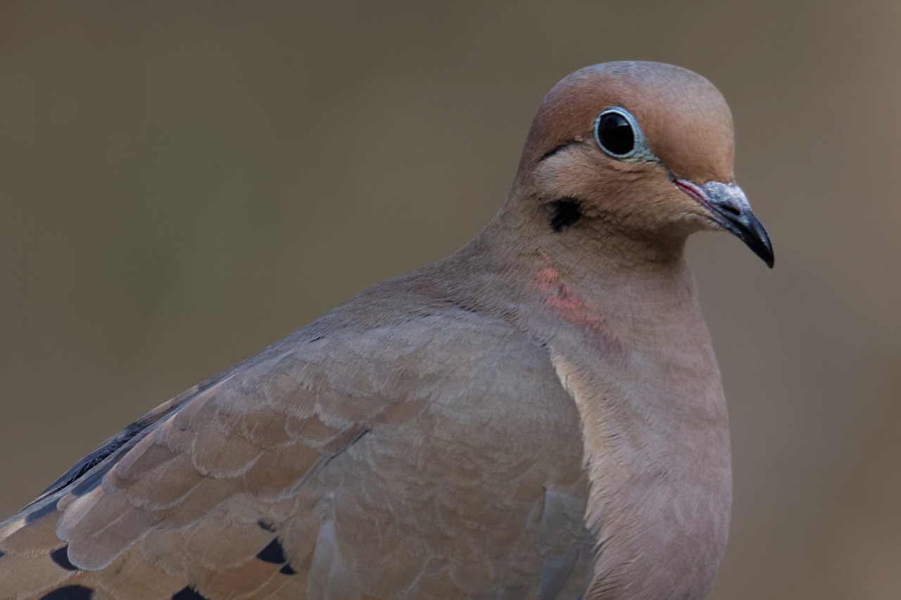 Image - mourning dove bird dove wildlife