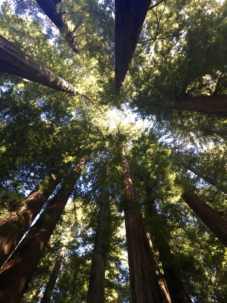 Image - redwood trees canopy tree