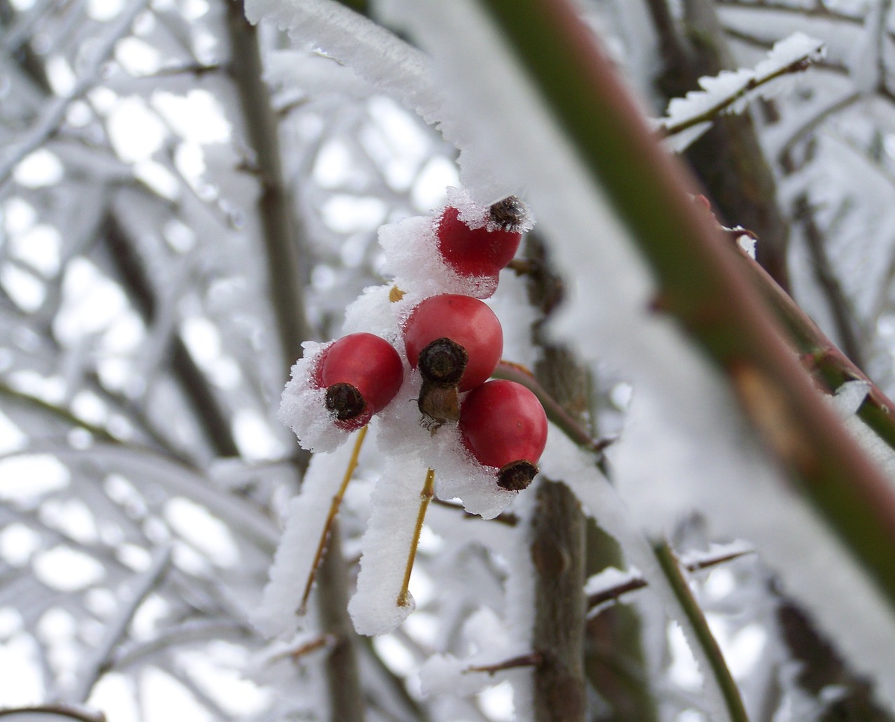 Image - winter frosted rose hips rimy