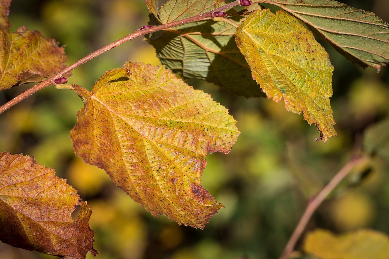 Image - hazel leaves hazel branch autumn