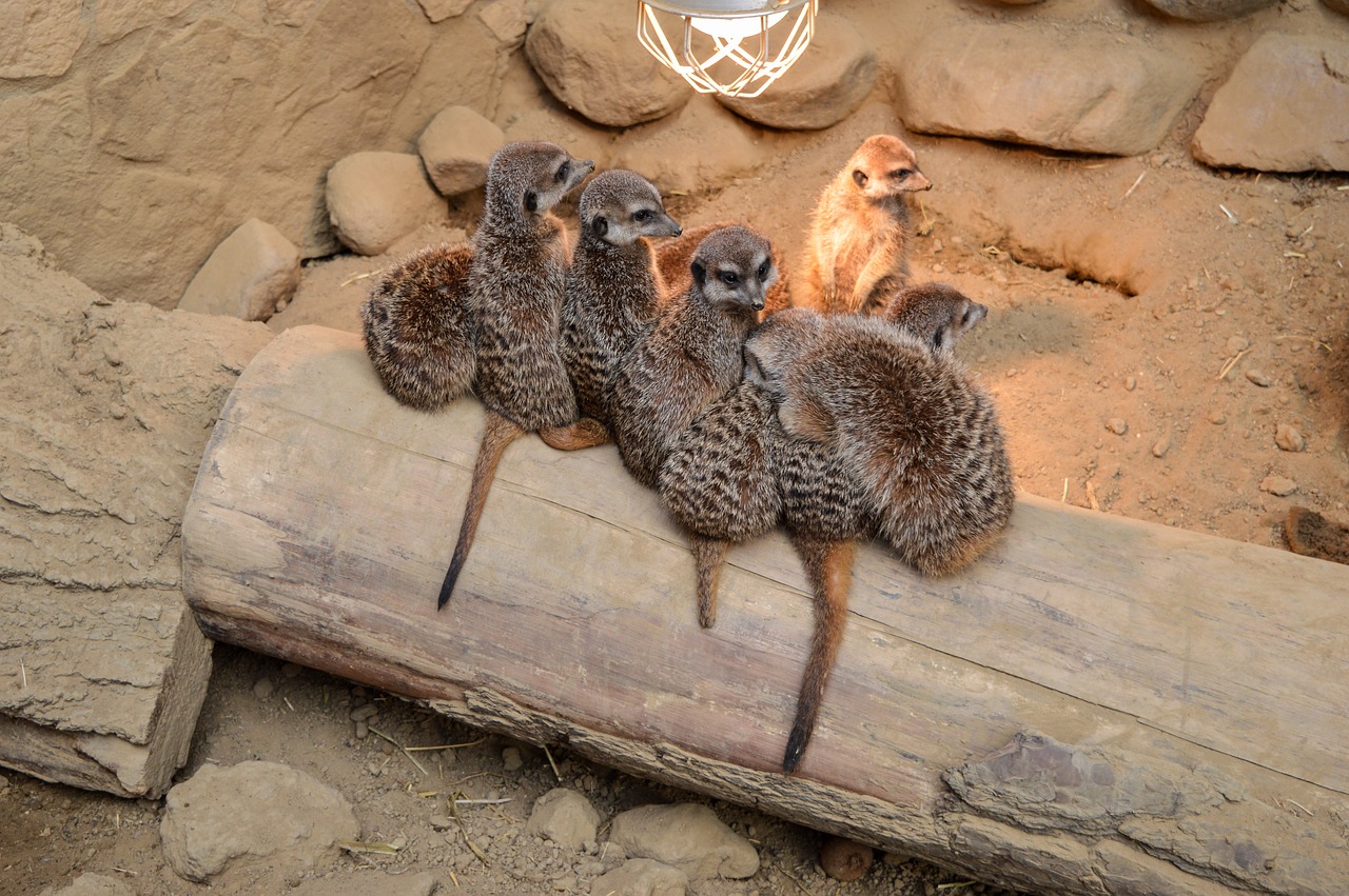 Image - animal africa nature suricata