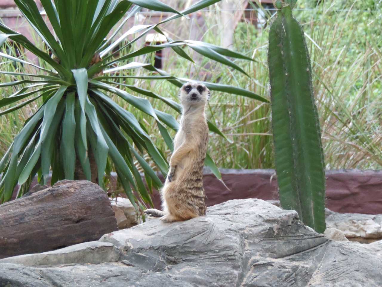 Image - zoo thailand animal ranger