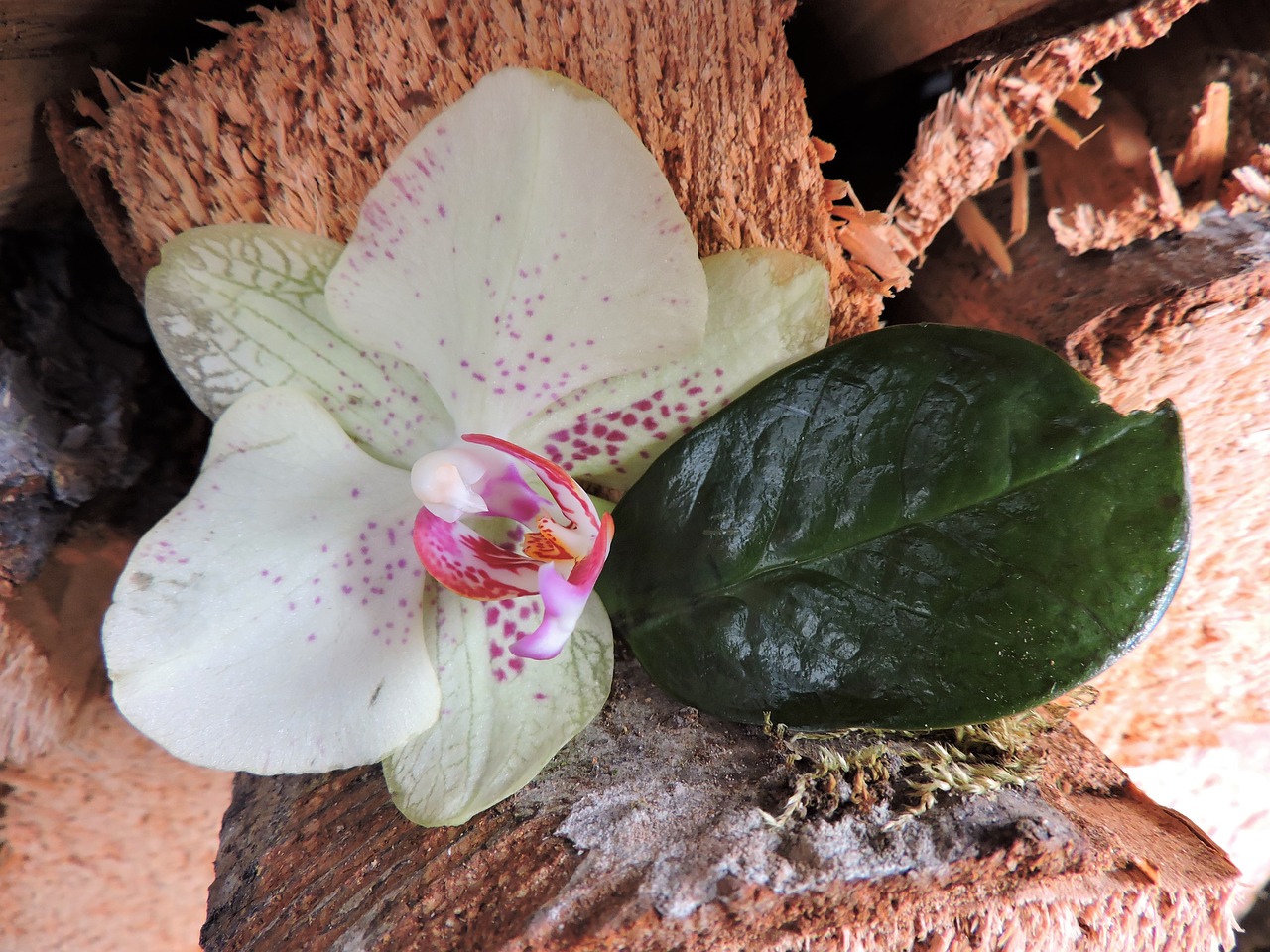 Image - orchid leaf wood blossom bloom