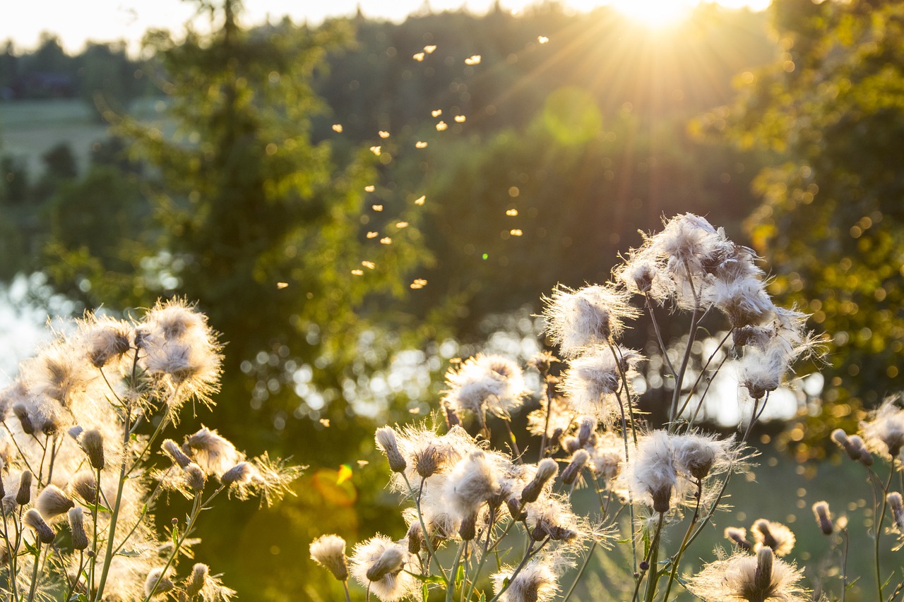 Image - field sun nature summer sunset