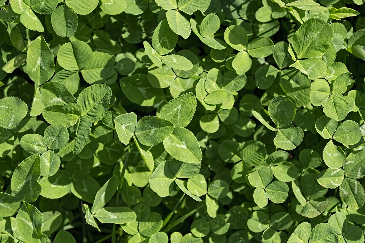 Image - clover green leaf grass plant