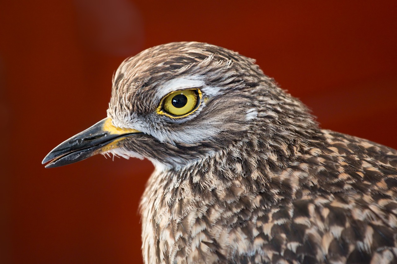 Image - bird feathers beady eye wading bird