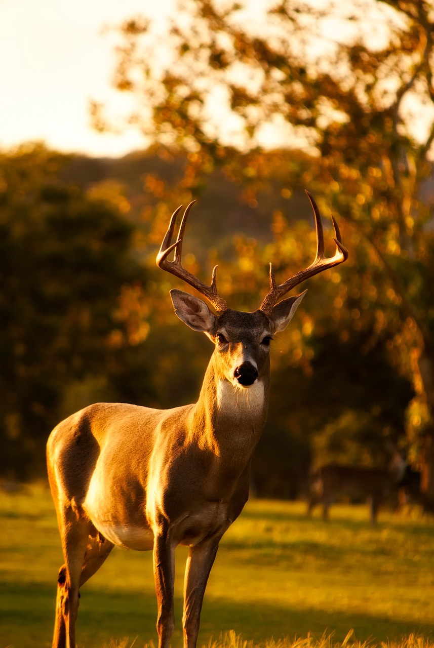Image - deer stag wildlife animal