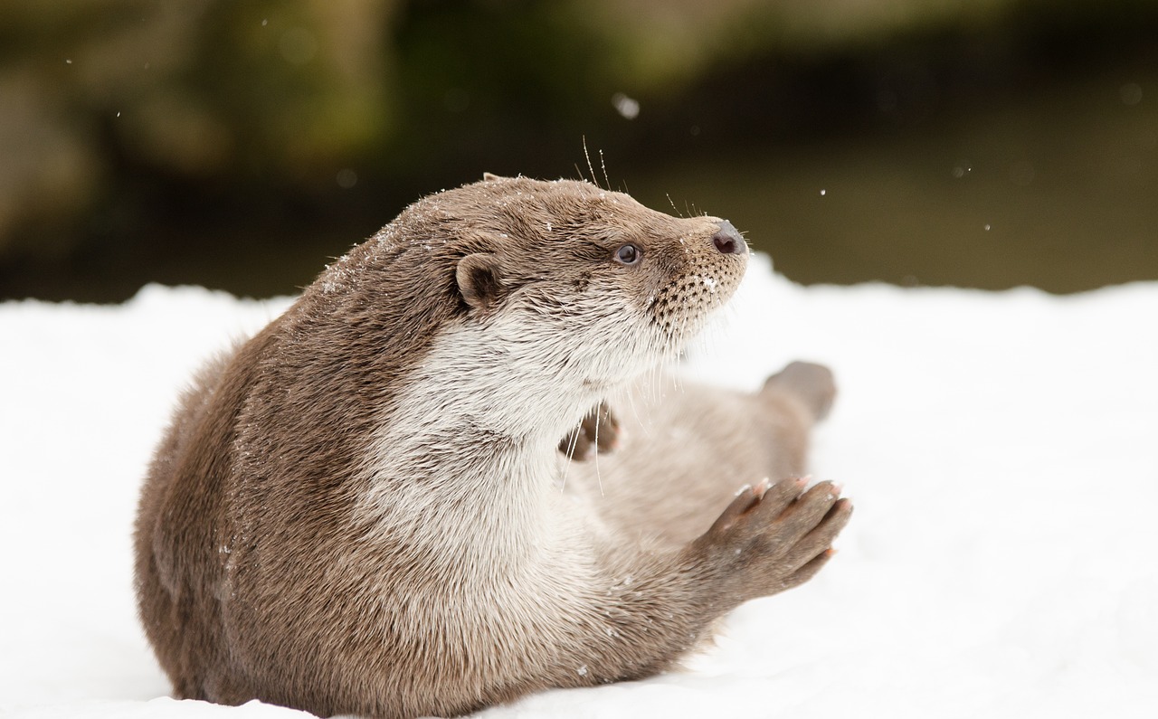 Image - otter winter snow cold zoo snowy