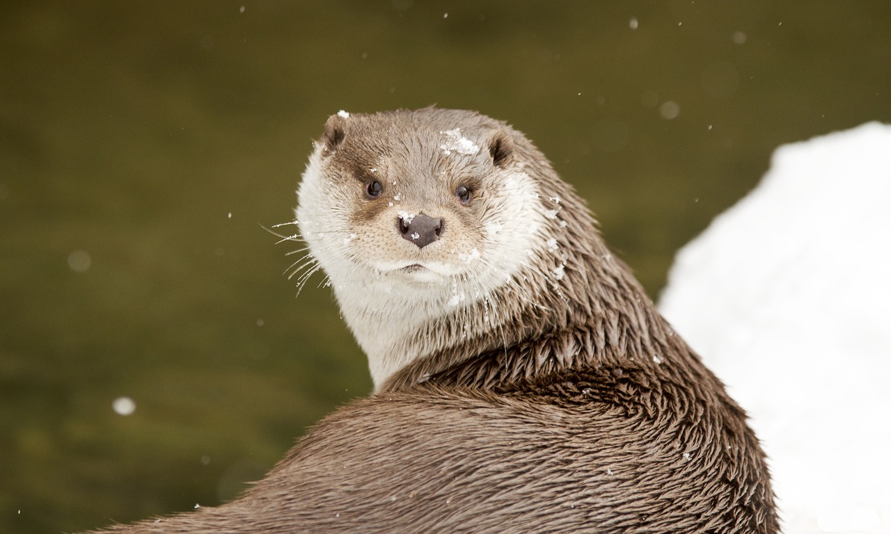 Image - otter winter snowy snow kalkt zoo