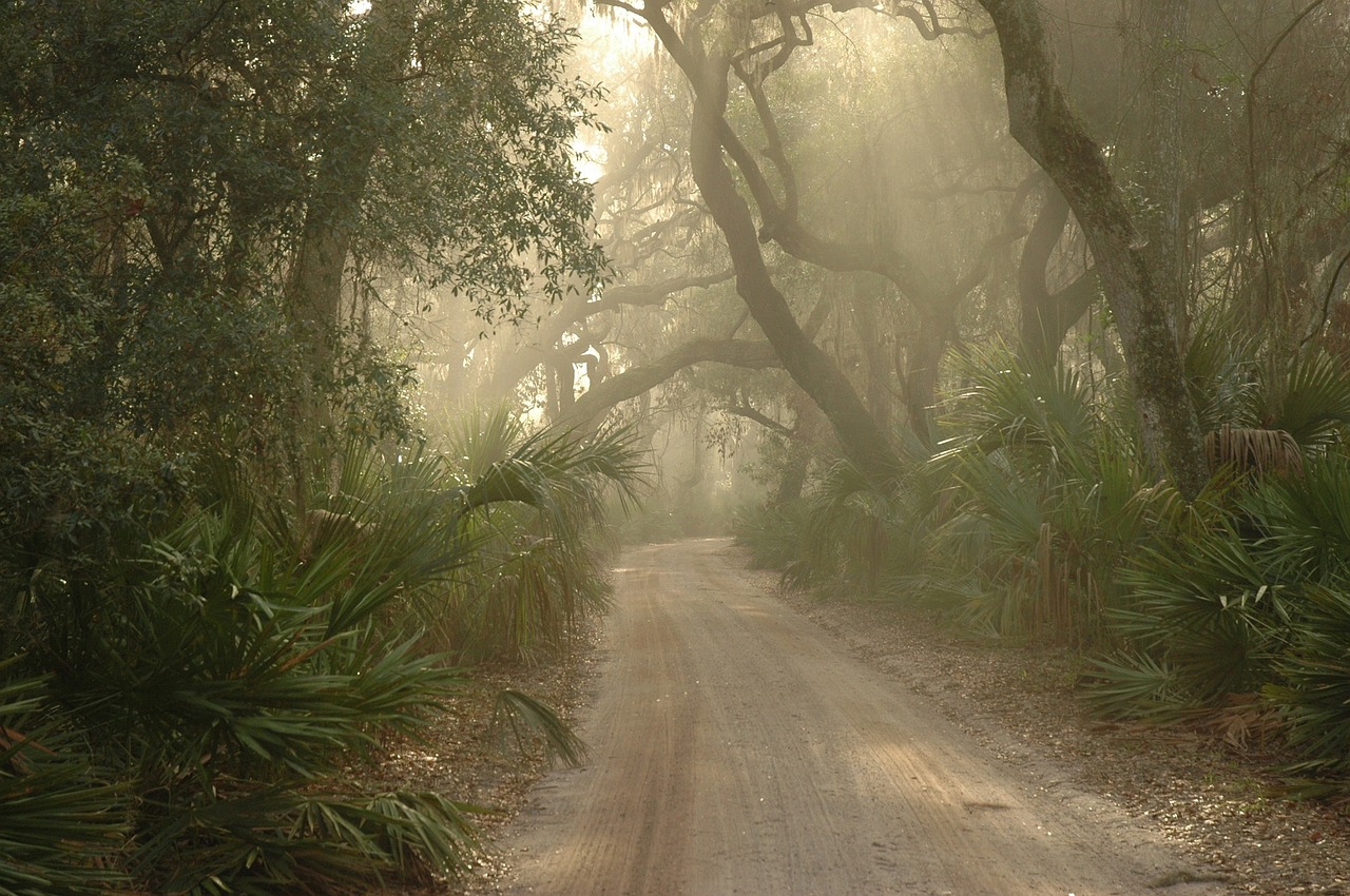 Image - forest path foggy