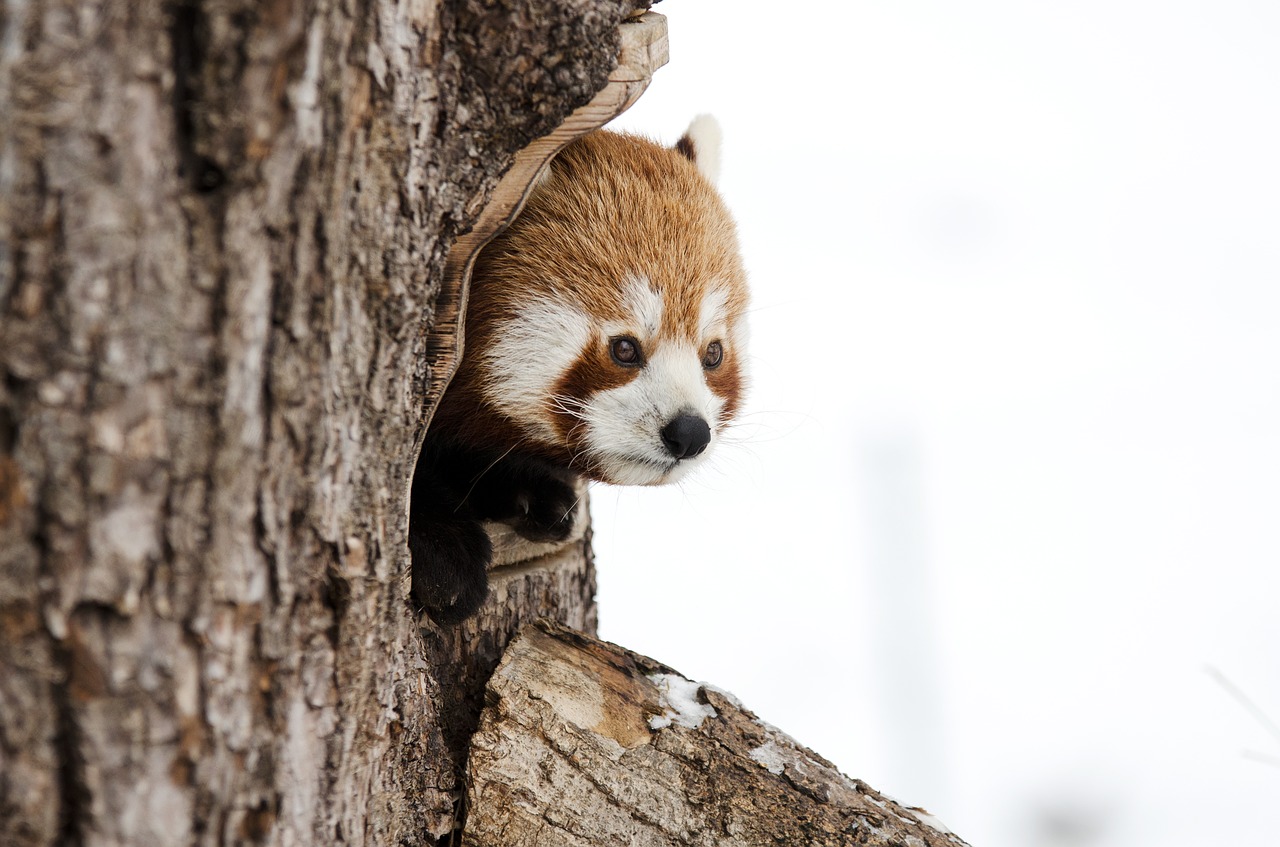 Image - red panda chinese panda winter zoo