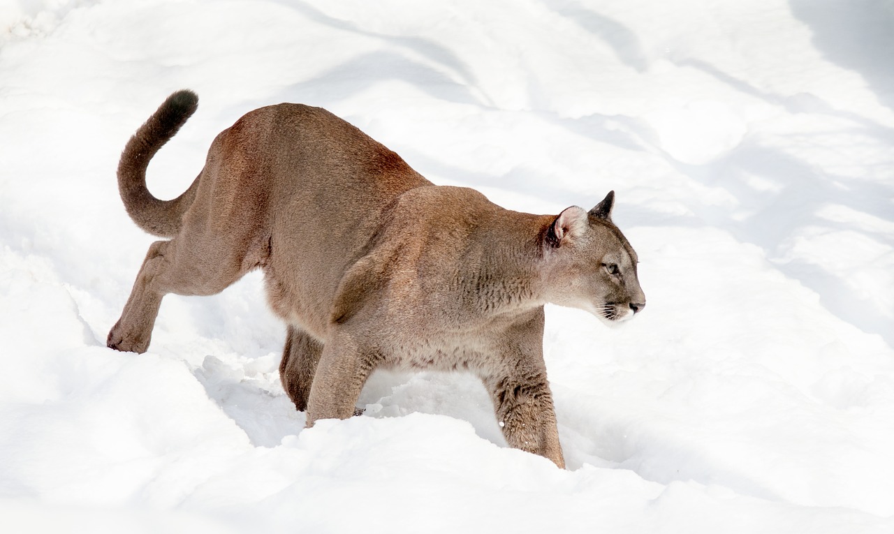 Image - puma mountain lion cat big cat