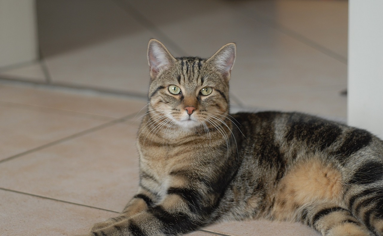 Image - cat portrait pet domestic feline