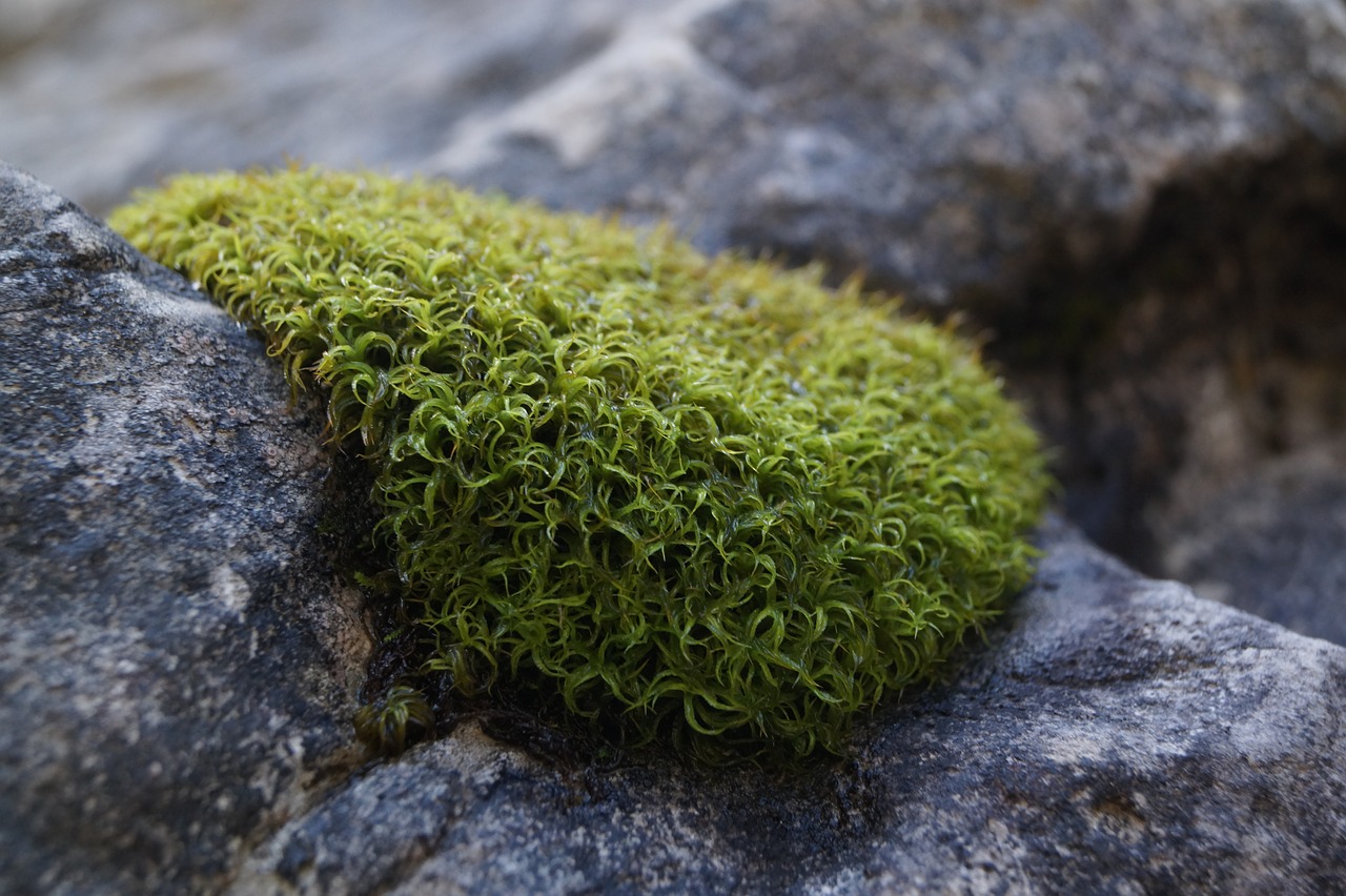 Image - moss green nature stone structure