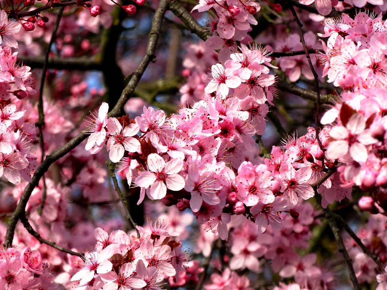 Image - almond tree mandelbaeumchen flowers