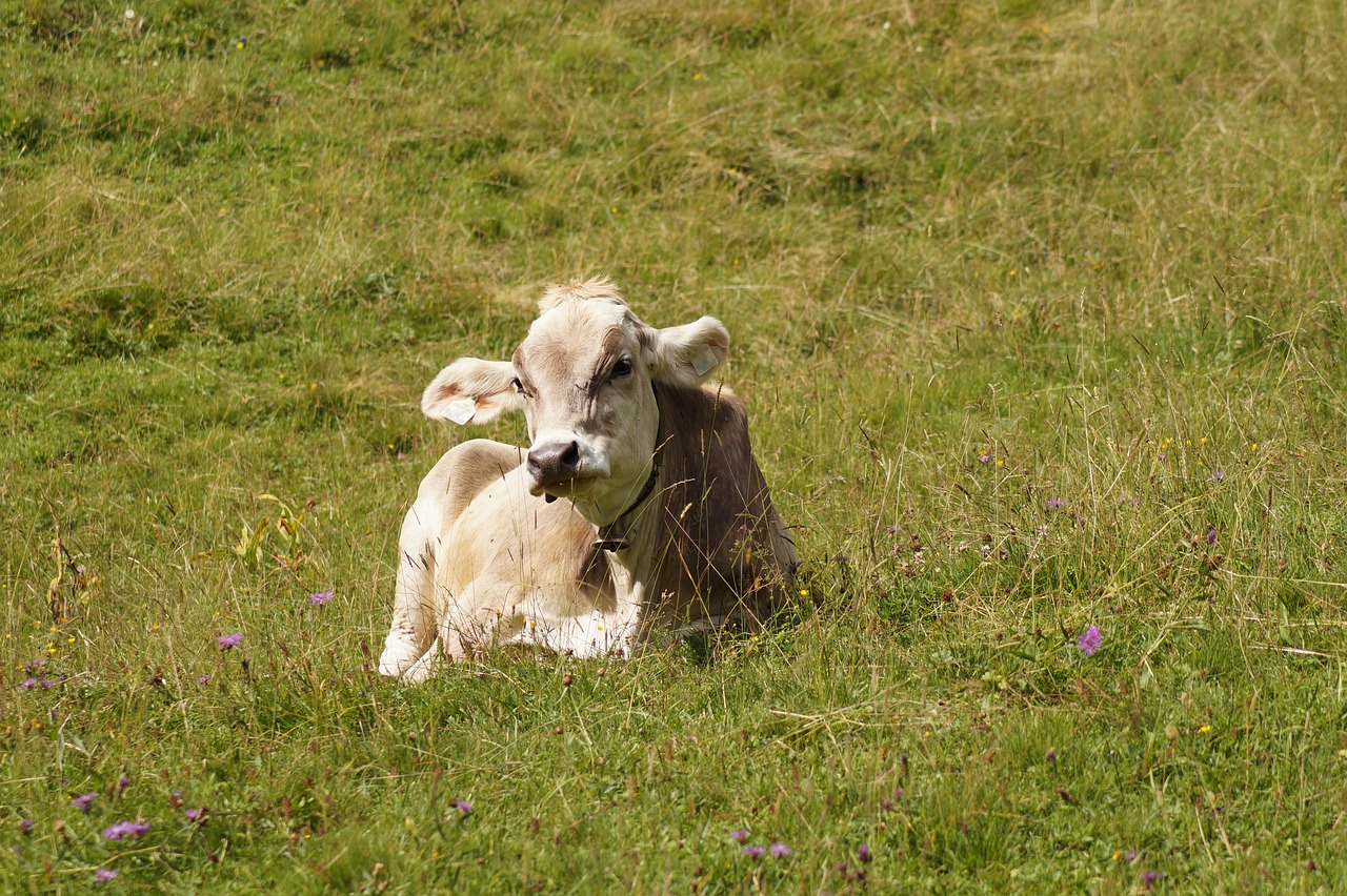 Image - lying cow cow beef pasture lying
