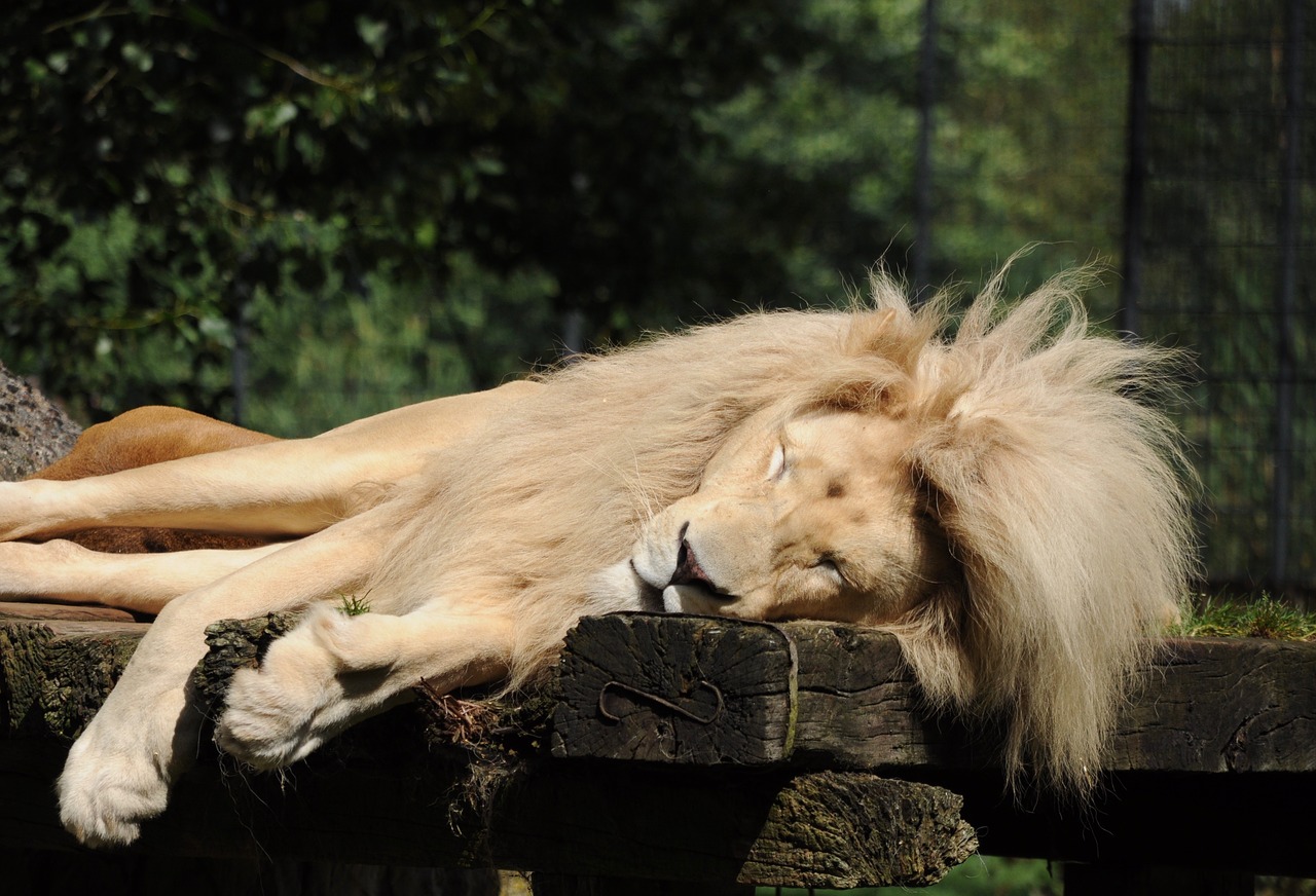 Image - lion zoo cloppenburg sleeping males