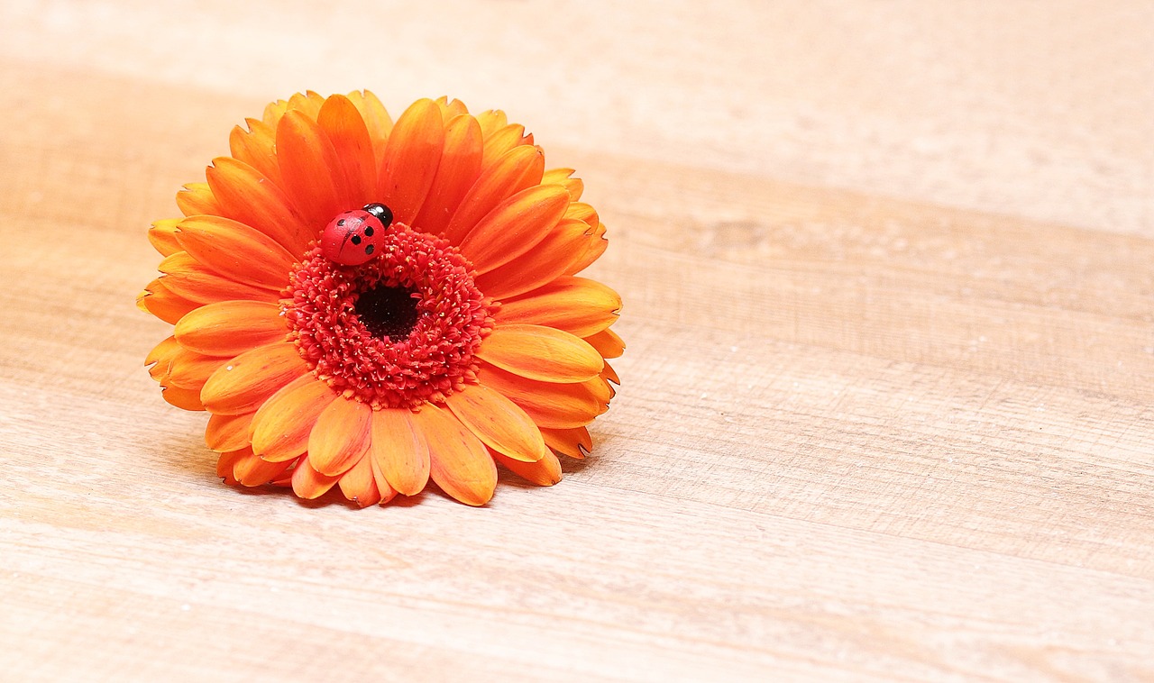 Image - gerbera ladybug lucky ladybug