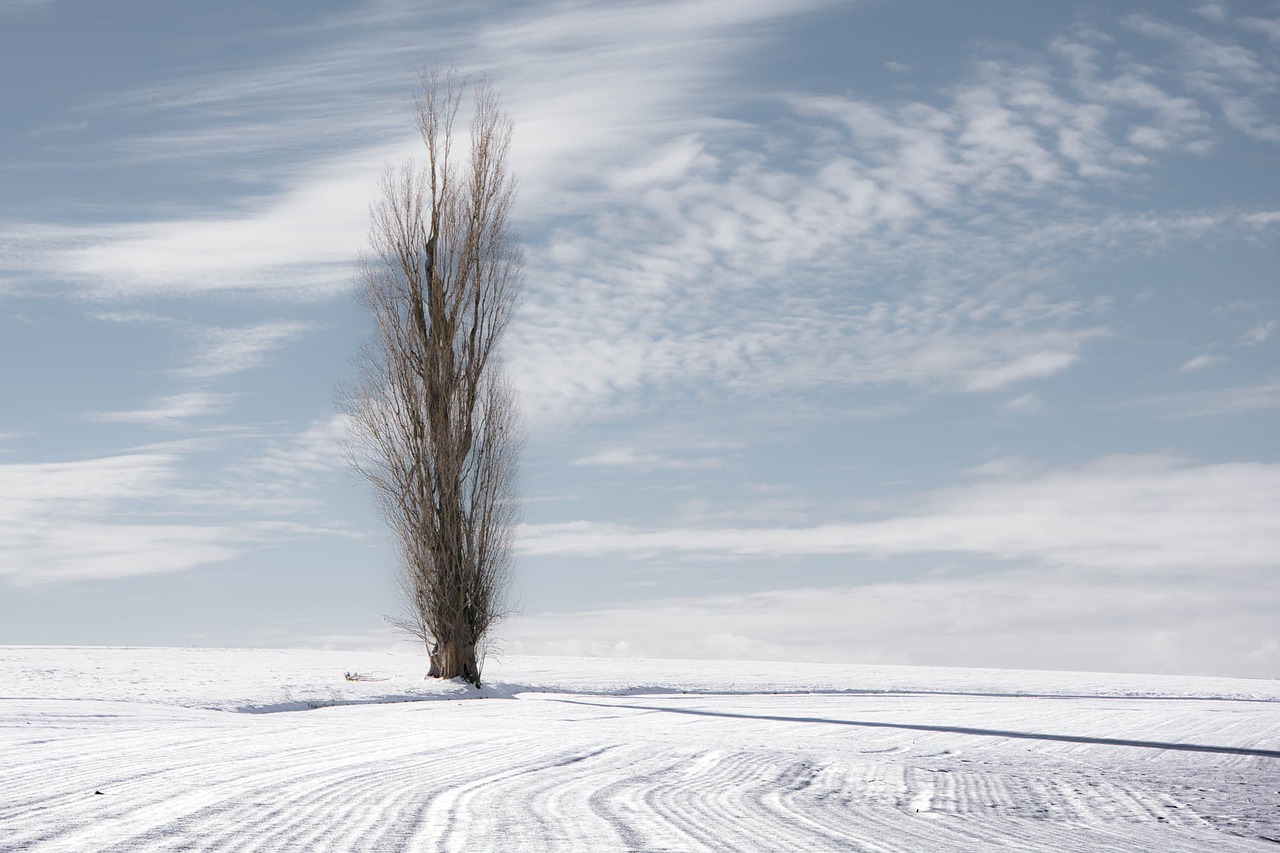 Image - poplar tree nature landscape