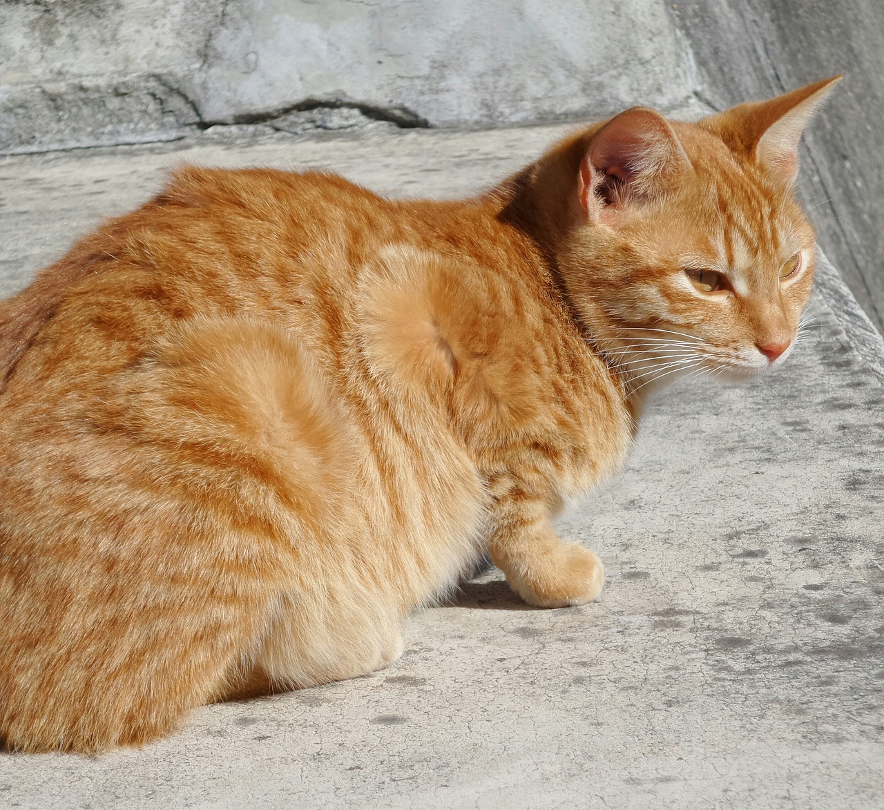 Image - cat red concrete wild rest watch