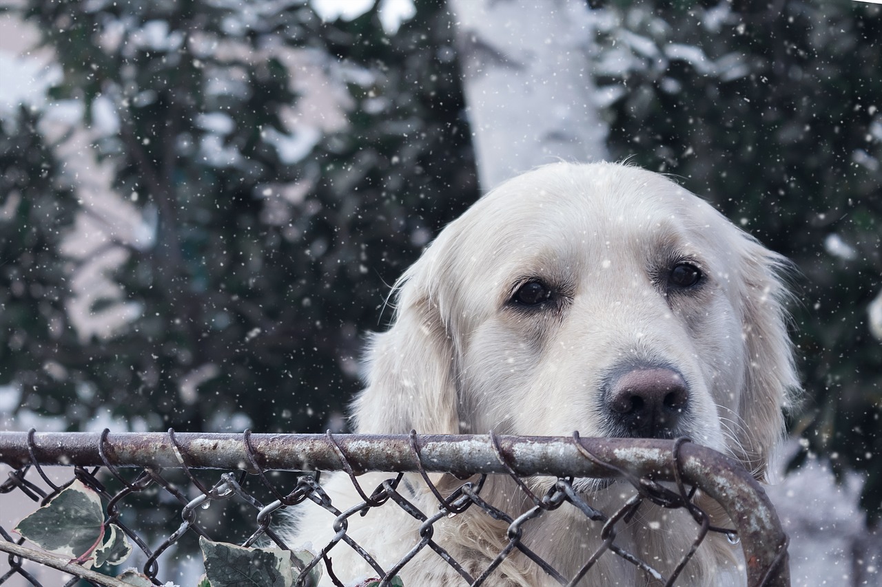 Image - dog pet retriever white animal