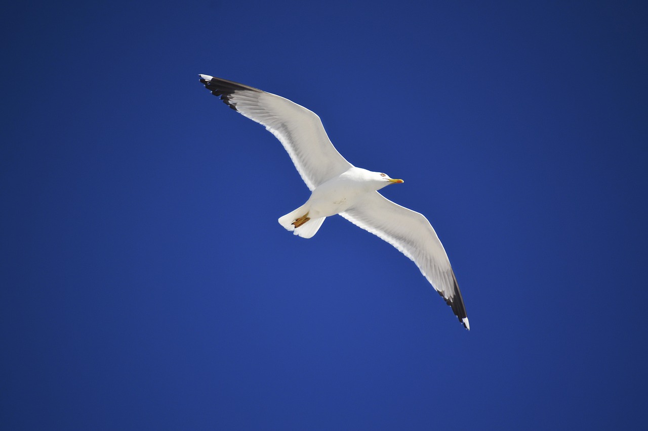 Image - seagull bird in the sky blue sky