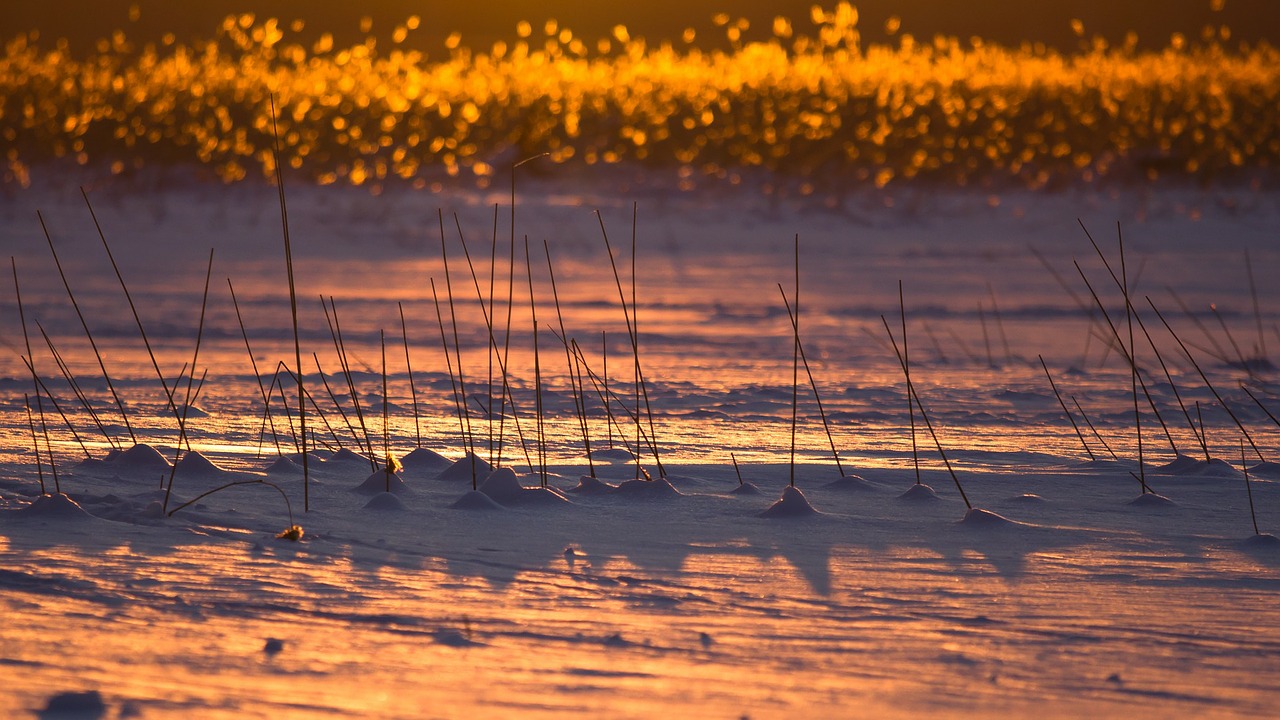 Image - finland winter snow ice reeds