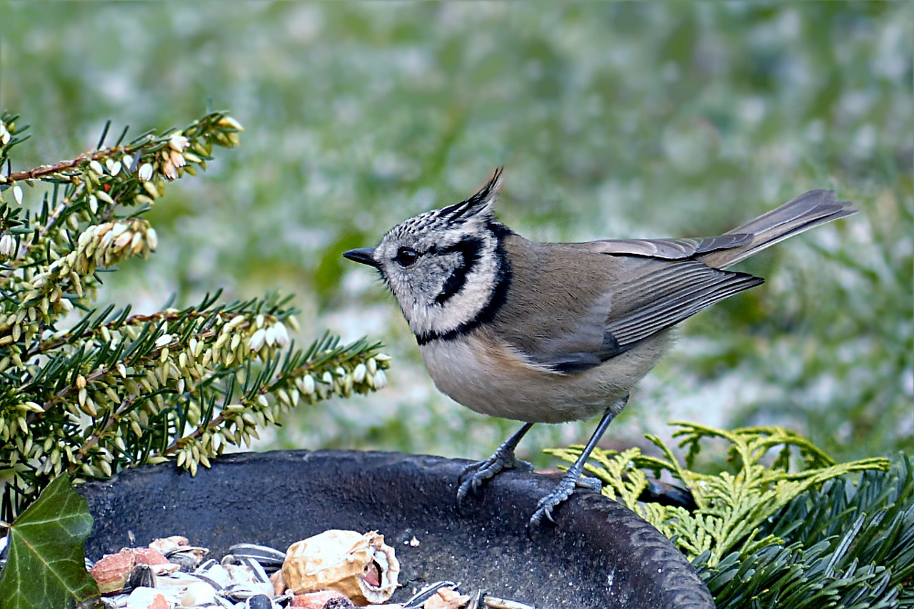 Image - bird tit crested tit lubatumtit