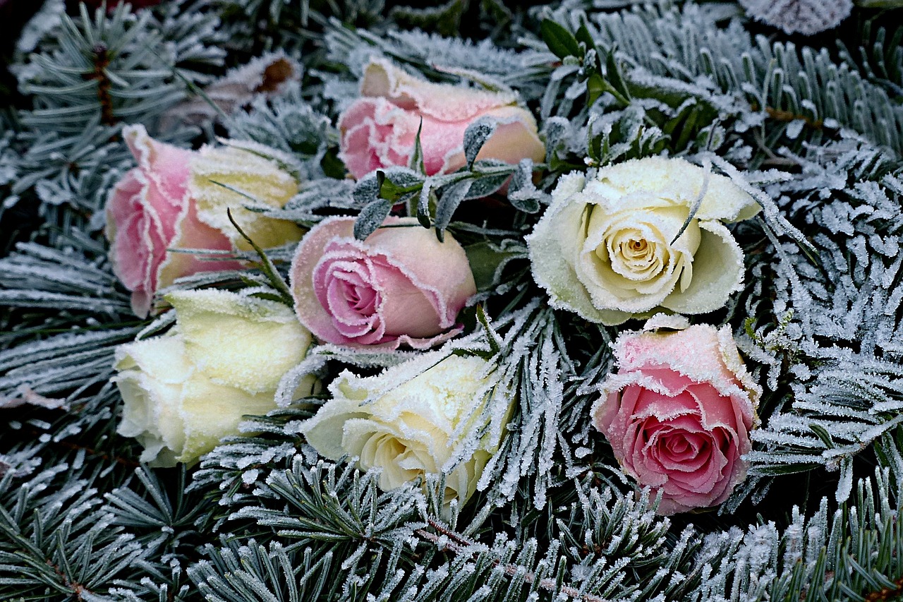 Image - flowers roses firs lying winter