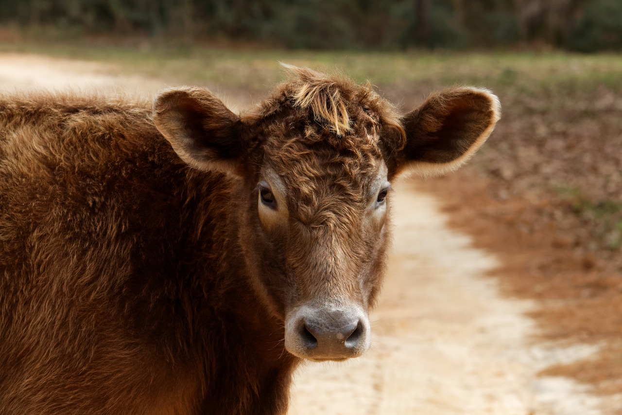 Image - cow farm animal brown head beef