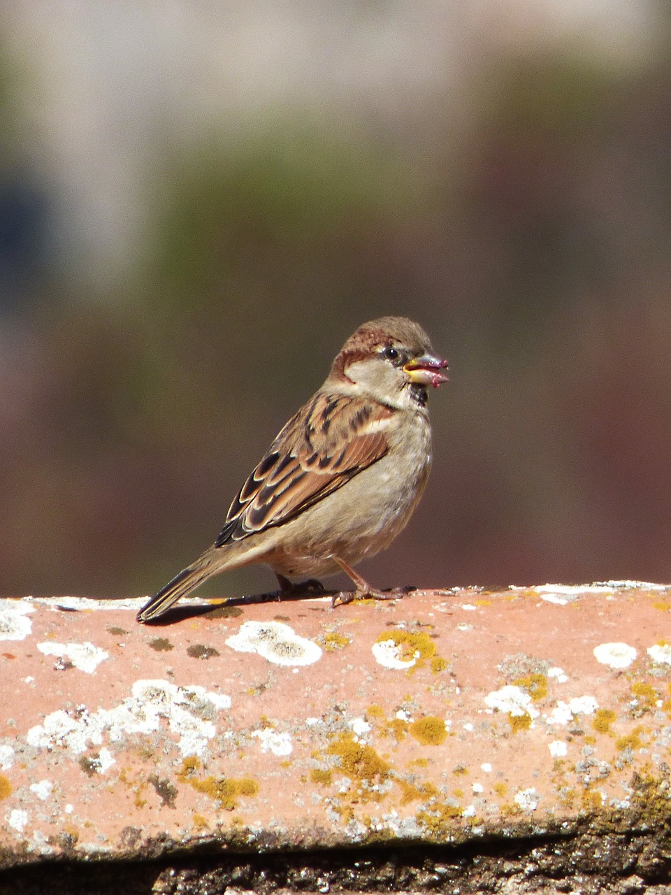 Image - sparrow pardal bird roof eat