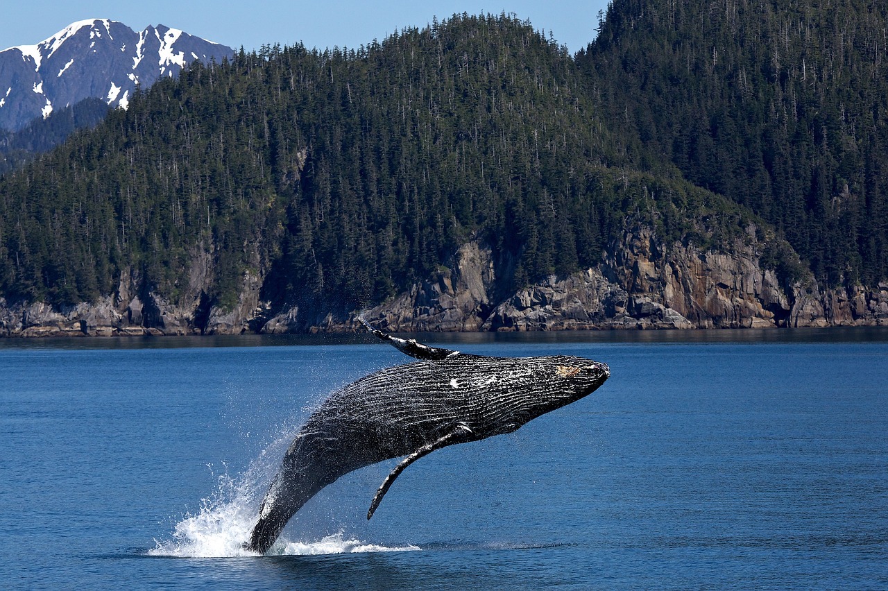 Image - humpback whale jumping breaching