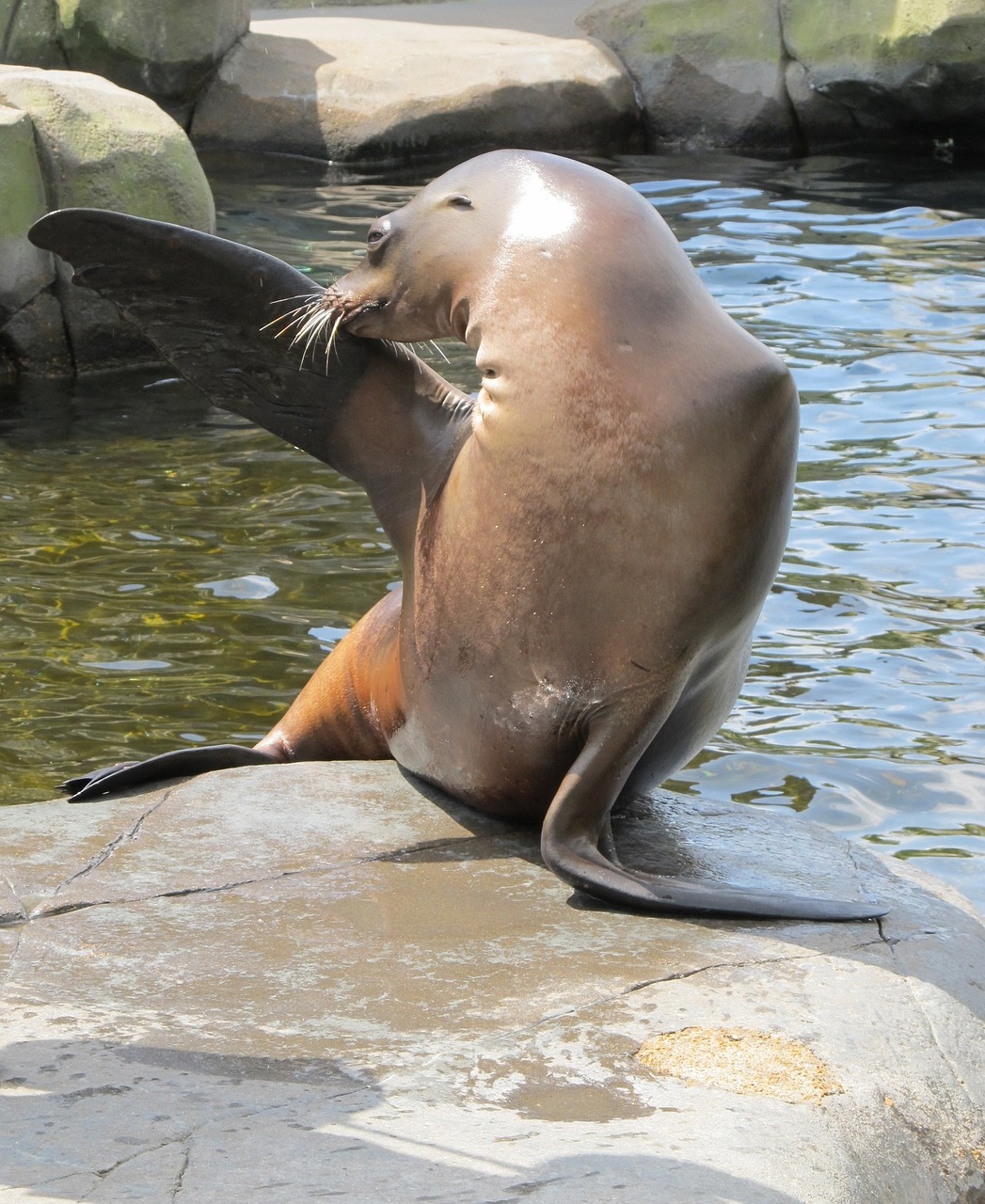 Image - sea lion posing marine rock water