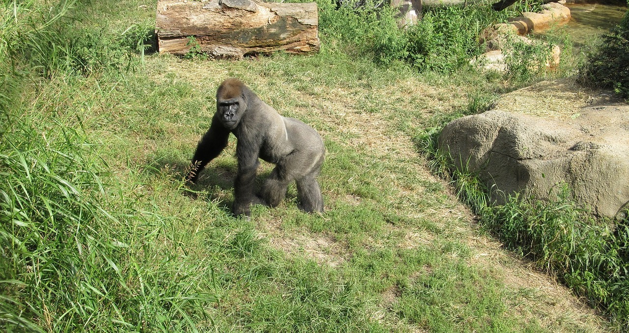 Image - gorilla looking standing wildlife