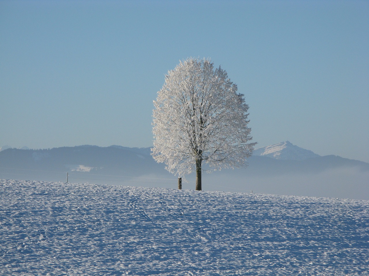 Image - winter snow white cold sky tree