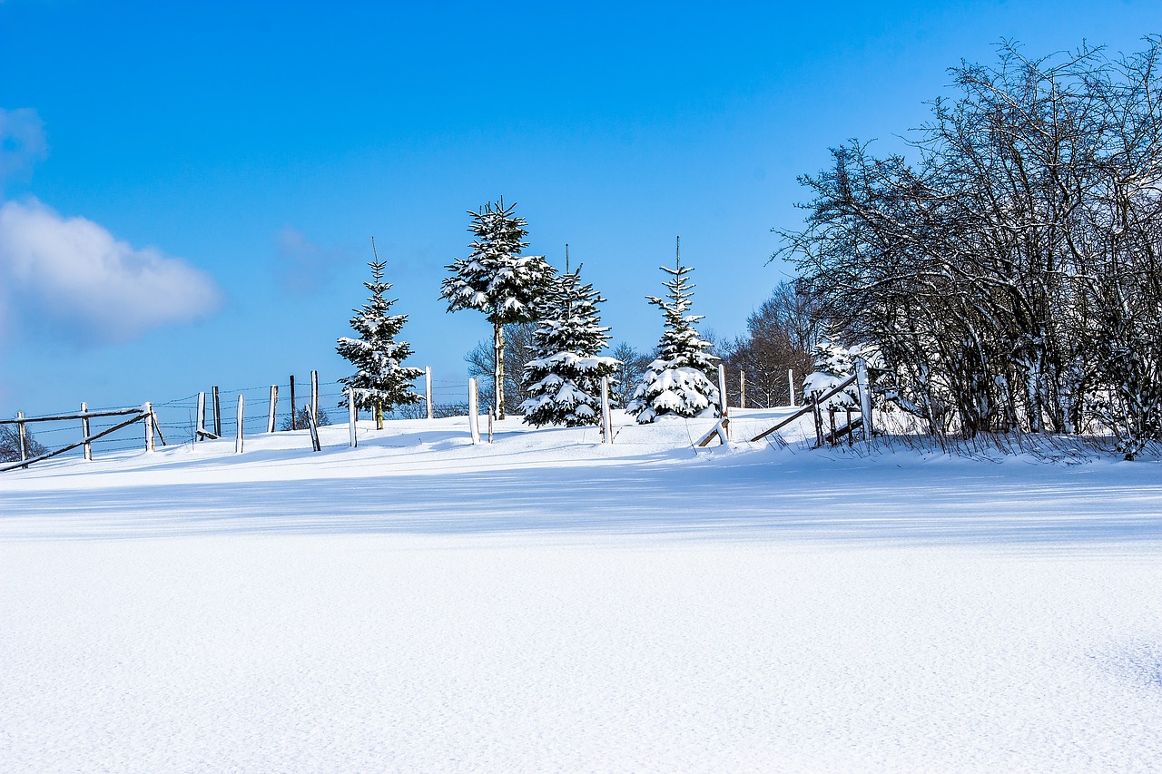 Image - snow winter wintry snowy trees