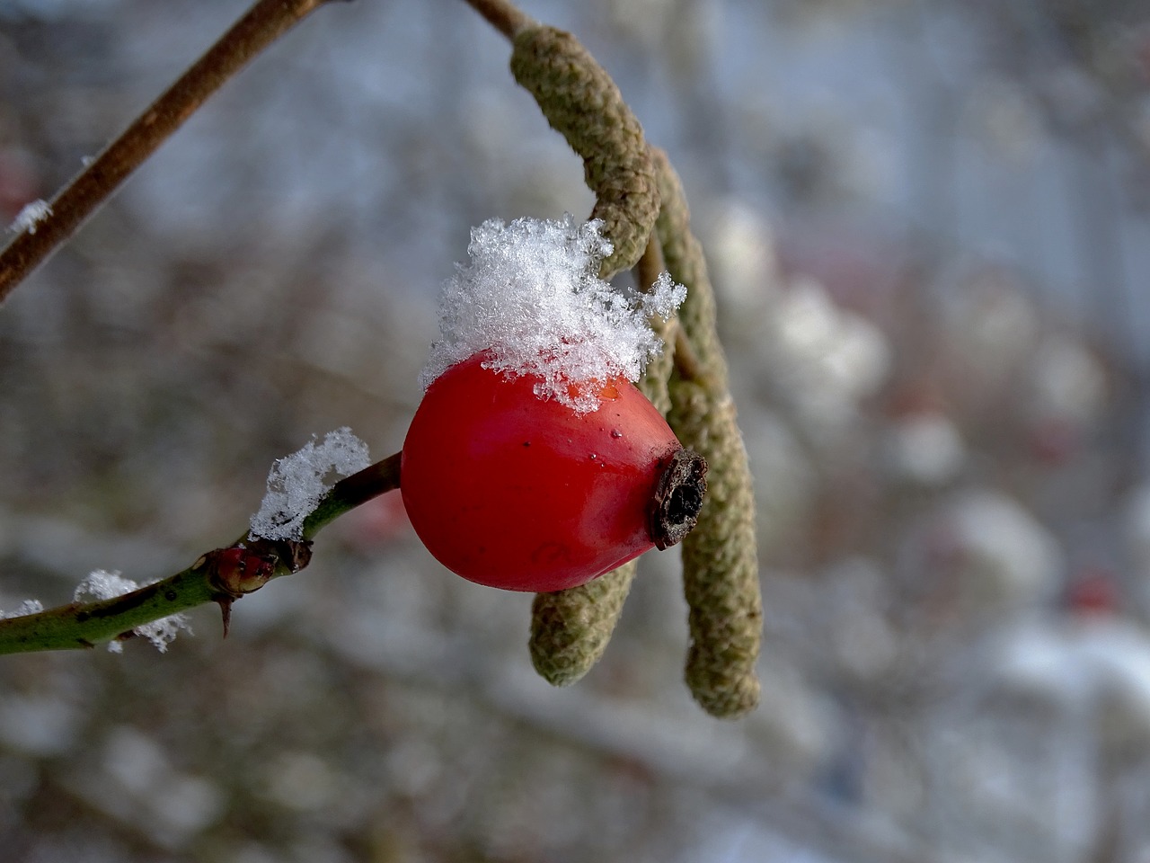 Image - rose hip winter snow cold nature