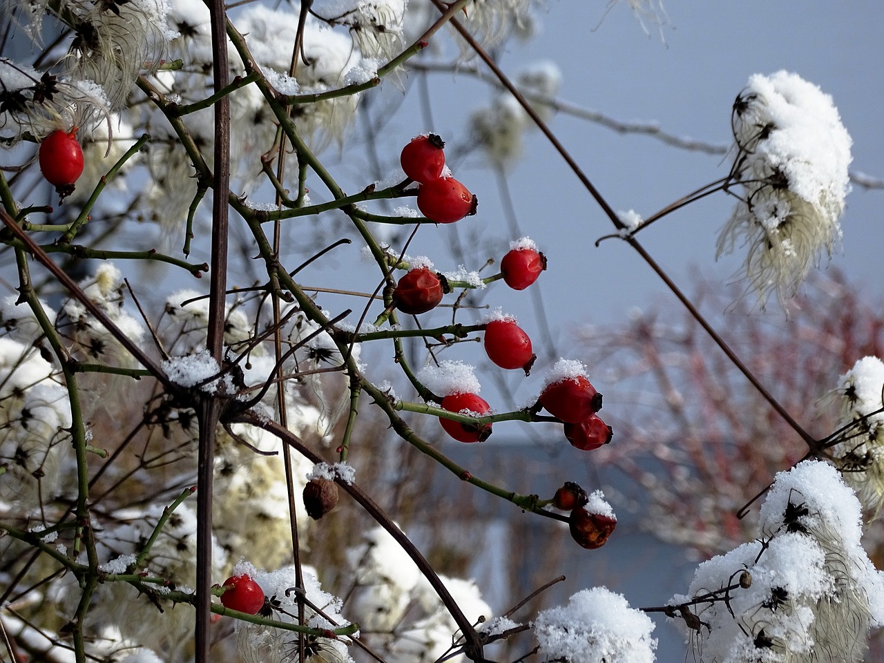 Image - rose hip winter cold nature snow