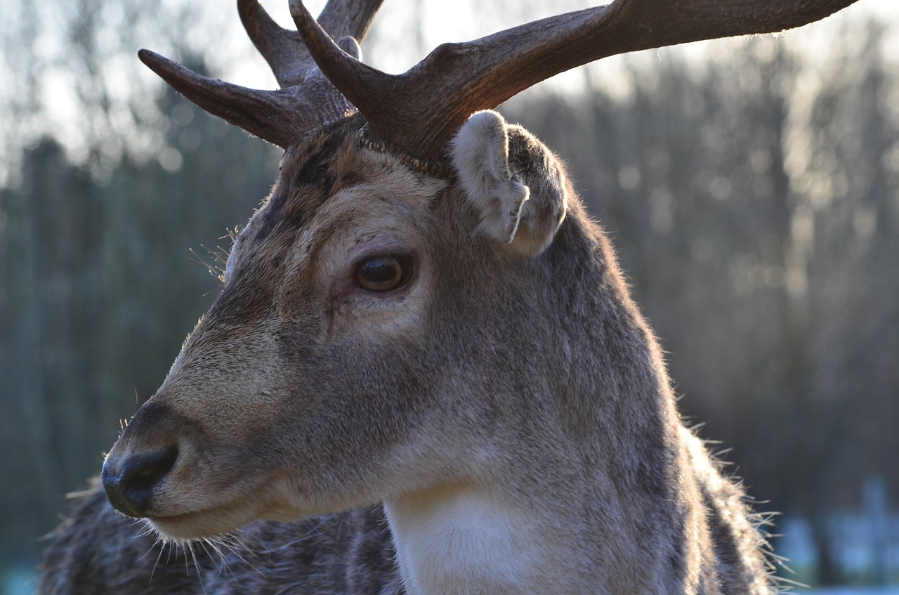 Image - wild hirsch forest roe deer animal