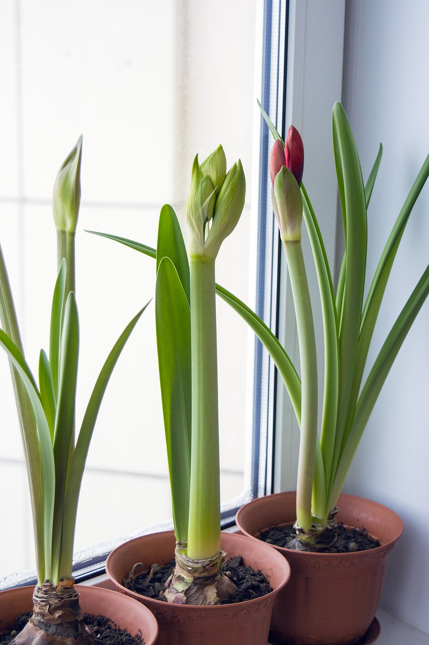 Image - amaryllis hippeastrum