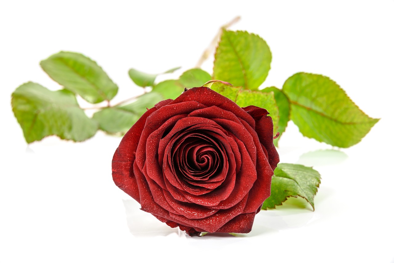 Image - rose nature gift red single