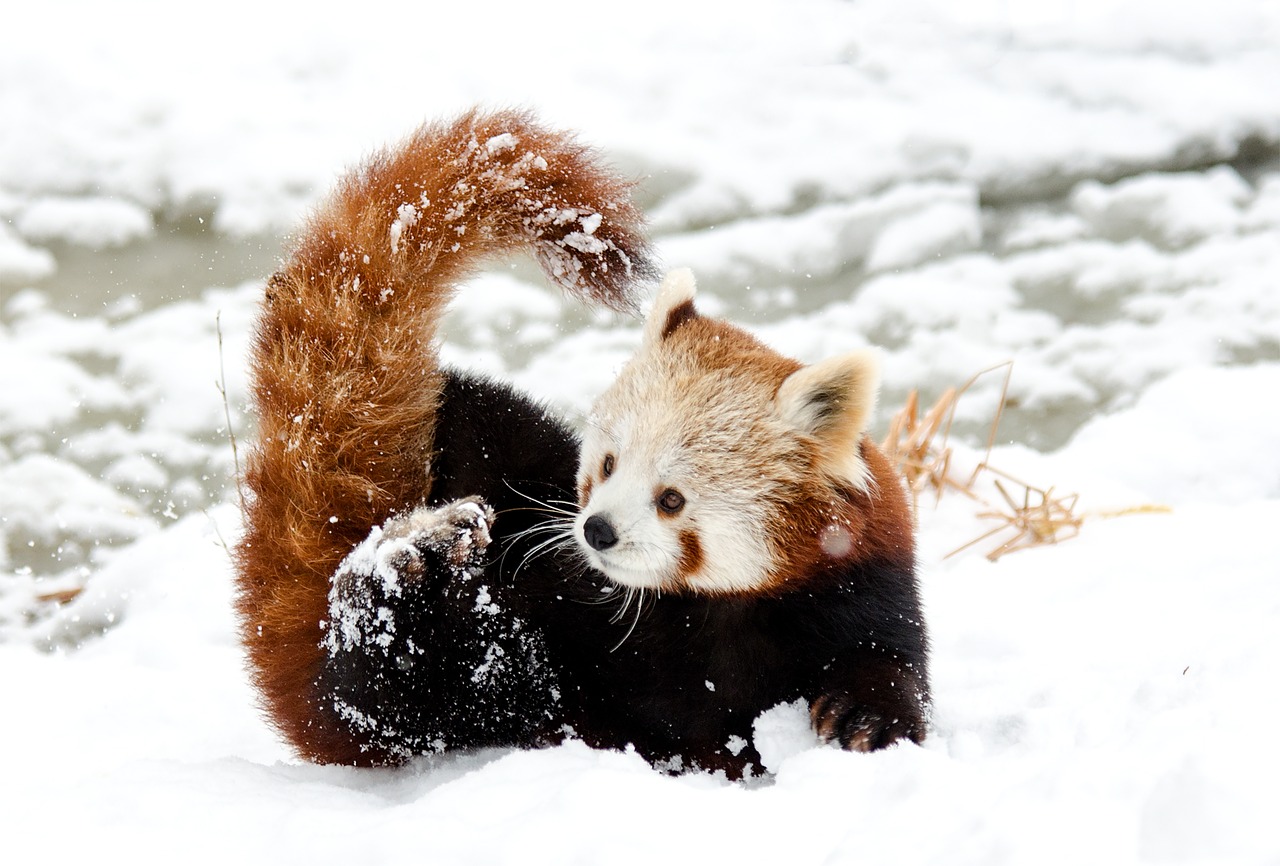 Image - chinese panda red panda snow play