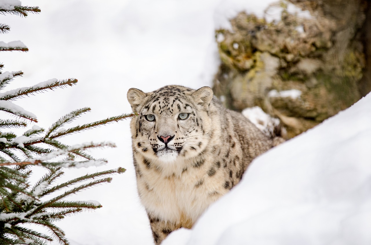 Image - snow leopard big cat cat snow