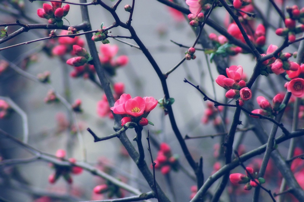 Image - bud spring tree flowering nature