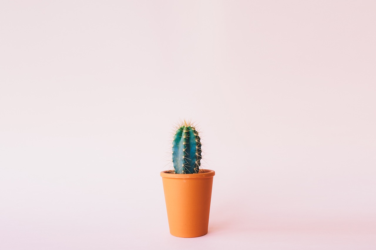 Image - plant cactus background