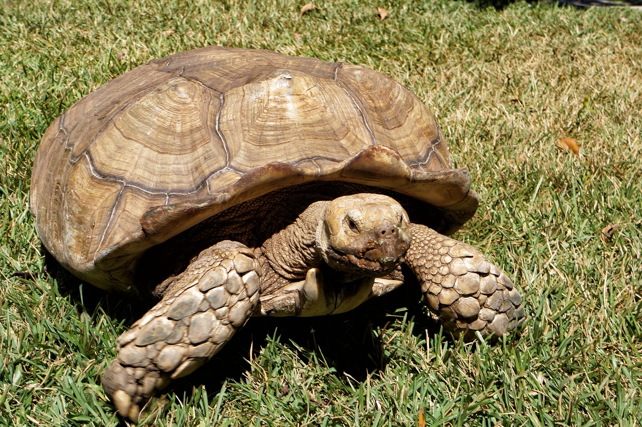 Image - el salvador zoo wild life turtles