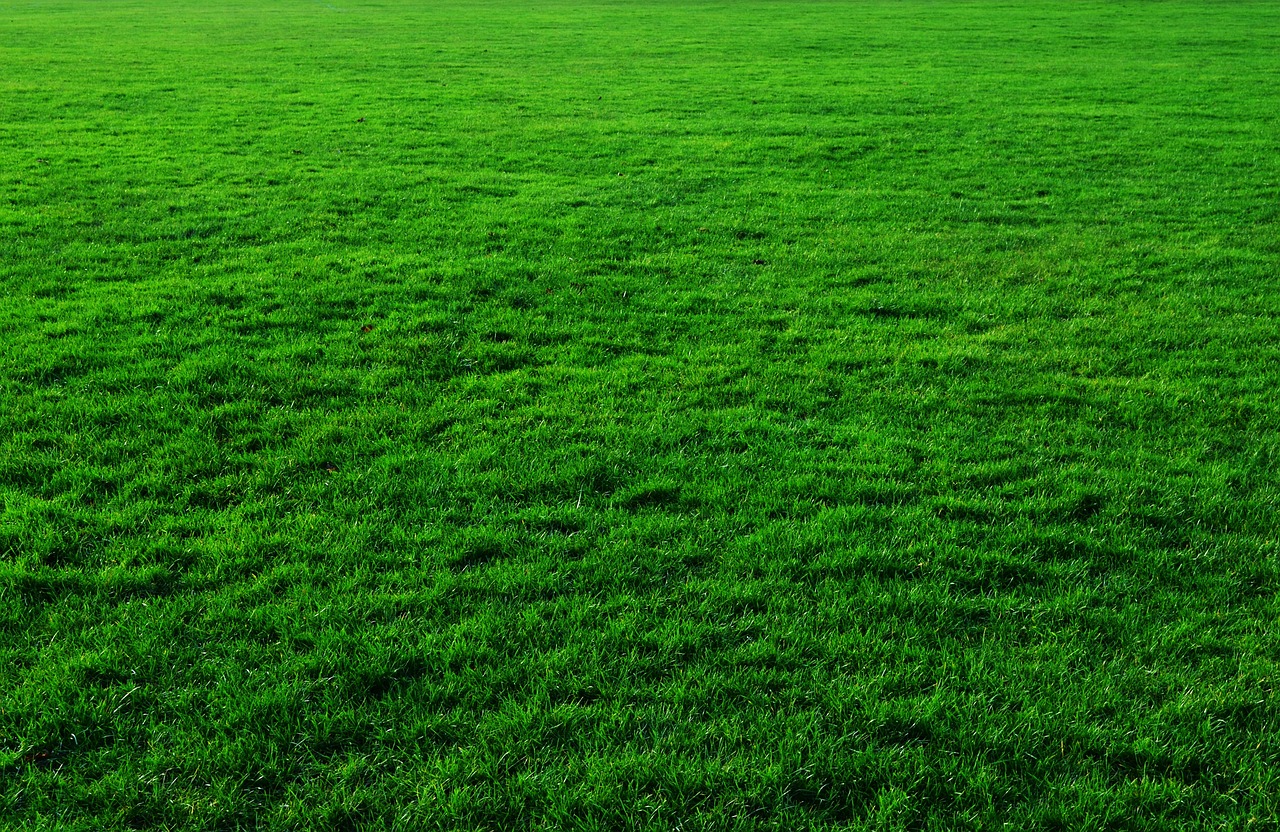 Image - background green grass lawn