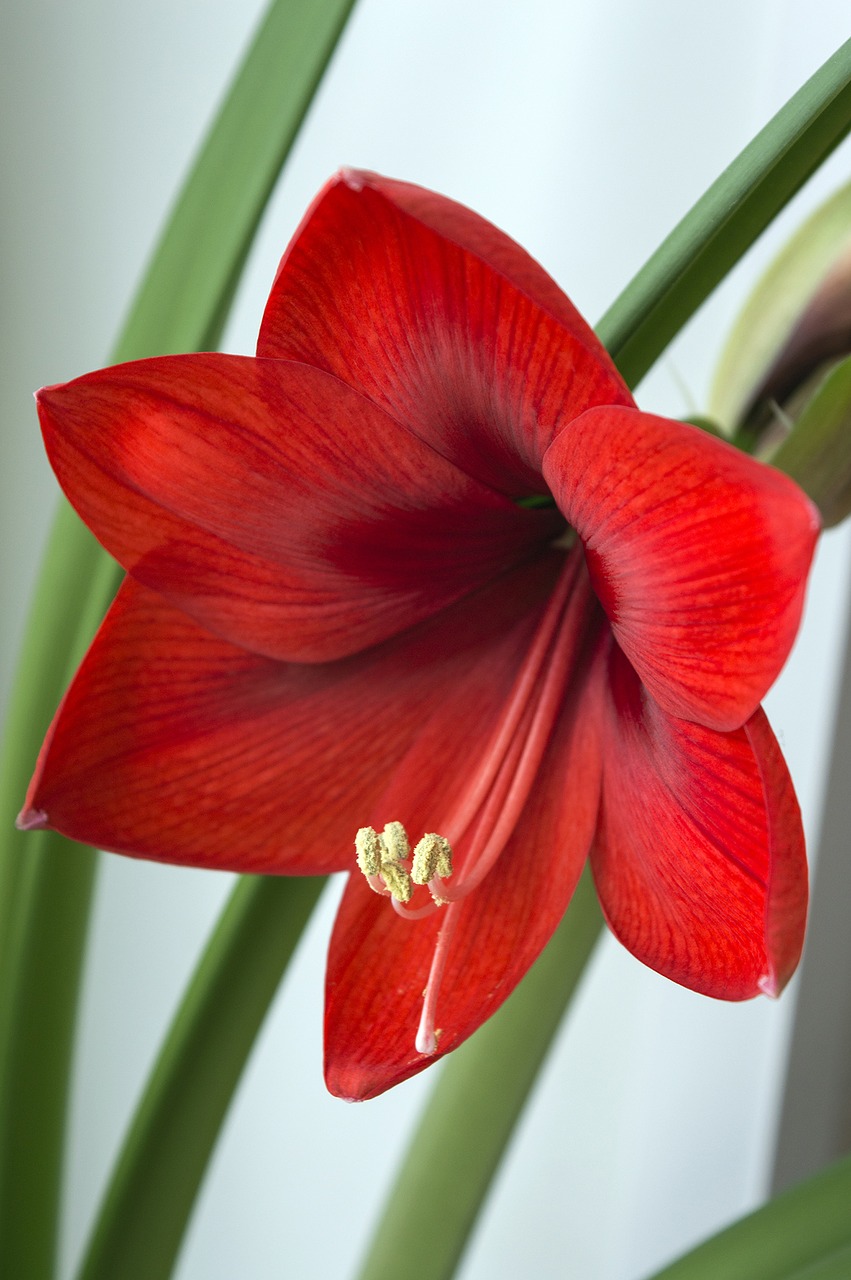 Image - hippeastrum amaryllis house plant